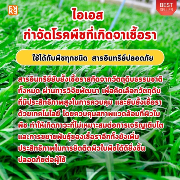 %E0%B8%9C%E0%B8%B1%E0%B8%81%E0%B8%9A%E0%B8%B8%E0%B9%89%E0%B8%87%20%E0%B9%83%E0%B8%9A%E0%B8%88%E0%B8%B8%E0%B8%94%20%E0%B8%A3%E0%B8%B2%E0%B8%AA%E0%B8%99%E0%B8%B4%E0%B8%A1%E0%B8%82%E0%B8%B2%E0%B8%A7%20%E0%B8%A3%E0%B8%B2%E0%B8%99%E0%B9%89%E0%B8%B3%E0%B8%84%E0%B9%89%E0%B8%B2%E0%B8%87%20%E0%B8%A3%E0%B8%B2%E0%B8%81%E0%B9%80%E0%B8%99%E0%B9%88%E0%B8%B2%20%E0%B9%82%E0%B8%A3%E0%B8%84%E0%B8%A3%E0%B8%B2%E0%B8%95%E0%B9%88%E0%B8%B2%E0%B8%87%E0%B9%86%20%E0%B8%9B%E0%B9%89%E0%B8%AD%E0%B8%87%E0%B8%81%E0%B8%B1%E0%B8%99%E0%B8%81%E0%B8%B3%E0%B8%88%E0%B8%B1%E0%B8%94%E0%B8%94%E0%B9%89%E0%B8%A7%E0%B8%A2%20%E0%B9%84%E0%B8%AD%E0%B9%80%E0%B8%AD%E0%B8%AA%20%E0%B9%81%E0%B8%A5%E0%B8%B0%E0%B9%80%E0%B8%A3%E0%B9%88%E0%B8%87%E0%B8%9F%E0%B8%B7%E0%B9%89%E0%B8%99%E0%B8%9F%E0%B8%B9%20%E0%B8%94%E0%B9%89%E0%B8%A7%E0%B8%A2%20%E0%B8%9B%E0%B8%B8%E0%B9%8B%E0%B8%A2%20FK-T%20-%20Image%202