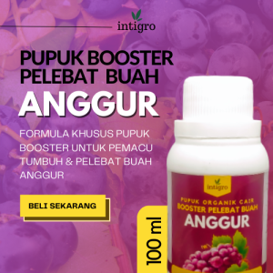 Pupuk Anggur Agar Cepat Berbuah Lebat Pelebat Buah Anggur Booster Penyubur Dan Perangsang Anggur