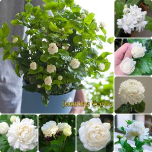 30 Seeds/Pack Cape Jasmine Flower Flower Seed Bonsai Ornamental Flower Plant Seeds