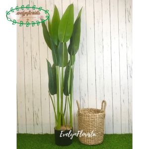 Pohon Hias Daun Pisangan Heliconia T120 Latex Artificial Pot Dasar Hitam Plastik Cover Eceng Gondok Handle Dekorasi Aesthetic Hiasan Rumah Ruang Tamu