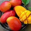 Bisa COD Bibit mangga garifta merah Tinggi 1 Meter Up Batang Besar. 