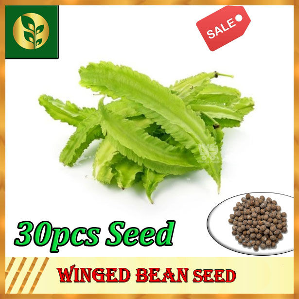 Winged Bean Seeds | Sigarilyas Seeds | Vegetable seeds | Golden Plant ...