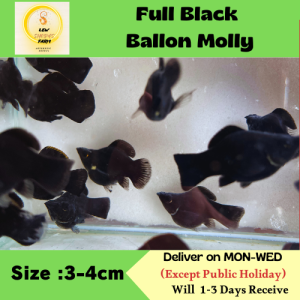 Full Black Ballon Molly /Molly Ballon hitam penuh /Livefish/ Freshwater 全黑波子