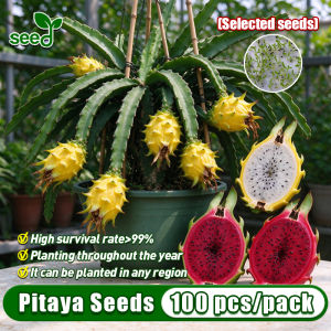 [Selected Seeds 100pcs] Mixed Dragon Fruit Seeds for Planting Dwarf Dragon Fruit Plant Seeds Red Pitaya Seeds Yellow Dragon Fruit Seeds Bonsai Tree Live Plant Indoor Potted Dragon Fruit Seedlings Real Fruit Bearing Tree Seeds Easy To Grow in Philippines