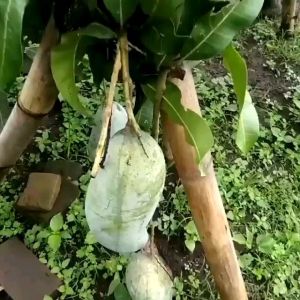 Bibit Mangga mahatir hasil okulasi lebih cepat berbuah