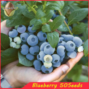 50seeds/pack Blueberry Seeds for Planting Fruits  Seeds Dwarf Fruit Tree Plants Seedling Potted-A612