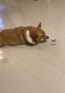 Dog Friend ไก่กรอบชีส ครั้นชี่สติ๊ก 12ชิ้น x 2 แพ็ค