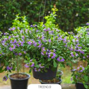 Treeno.9 T454 จันทร์ครึ่งเสี้ยว กระถาง 8 นิ้ว (Scaevola Fan Flower)  สูง 30-40 ซม. ไม้ดอกประดับ ดอกสีม่วง พุ่มใหญ่ ดอกเยอะ