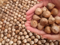 Black Garlic / Bawang Hitam Tunggal HERBAL BERMACAM KHASIAT - BAWANG TUNGGAL HITAM PREMIUM. 
