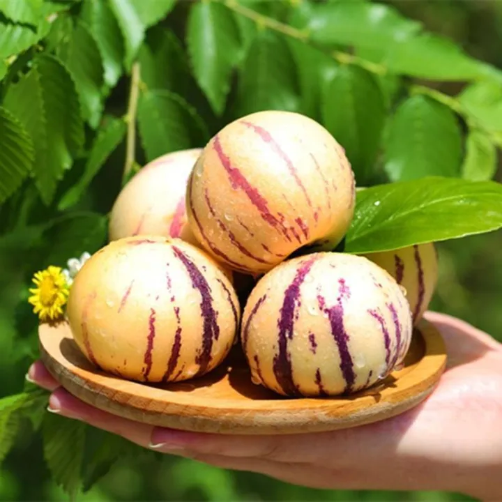 20PCS Pepino Melon Seeds Gardening Ginseng Fruit Seeds Organic Bonsai Tree Seed Indoor and Outdoor Real Plants Potted Live Plants for Sale Garden Decor rijk zwaan
