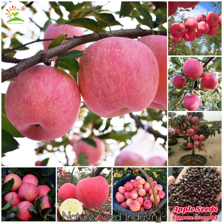 [Easy To Grow] Dwarf Apple Tree Seeds for Planting Benih Pokok Epal