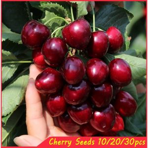 10/20/30seeds Sweet Cherry Seeds for Planting Dwarf Fruit Trees Plants Organic Fruit Seeds-A613