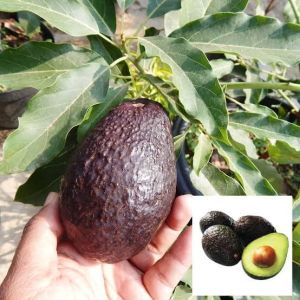 Paket 3 Bibit Alpukat Hass Berkualitas
