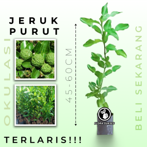 Bibit Jeruk Purut Citrus hystrix Pohon Jeruk Purut Daun Jeruk Utk Soto - FLORA SUKSES