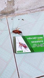COMBO 5 Hộp viên diệt gián sinh học AMB an toàn hiệu quả nhanh chóng