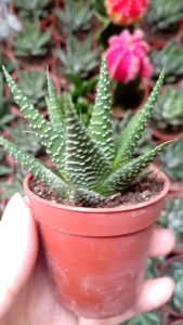 Haiworthia attenuata Gardening Succulent plant zebra