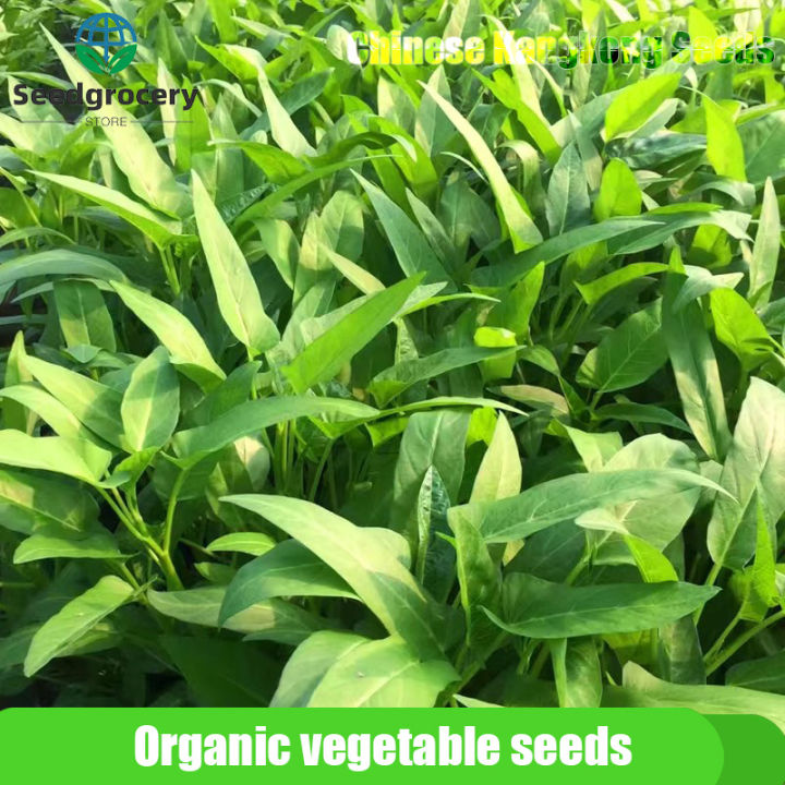 Chinese Kangkong Seeds /（150seeds） Upland Kang kong / Water Spinach ...