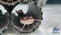Redtail Catfish/Live Fish/Monster Fish/Freshwater  红尾猫/活鱼/鲶鱼科(Sin Quan Aquaculture Enterprise). 