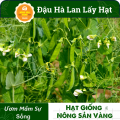 Hạt giống Đậu Hòa Lan (Đậu Hà Lan) Ăn Hạt ( Lấy Hạt) Rất Nhiều Dinh Dưỡng Và Vitamin, Chế Biến Thành Rất Nhiều Món Ăn (Gói 20 Gram) - Nông Sản Vàng. 