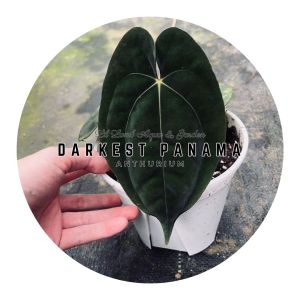 [Anthurium] Anthurium Darkest Panama Original Premium Selected Home Plant Rare Plants Velvet Dark