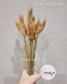 Dried Flower Bunny Tail - Preserved Lagurus Bunny Tails Bunga Kering Asli Import - Impor Flowers Lugurus Per Ikat Pack Panjang 30-50 cm 25 / 30 pcs - Dekorasi Buket Bouquet Bucket Florist Mahar Foto Rangkai Bunga Decoration Wedding. 