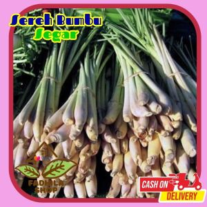 Sereh segar 1kg langsung dari petani di kebun bumbu masak