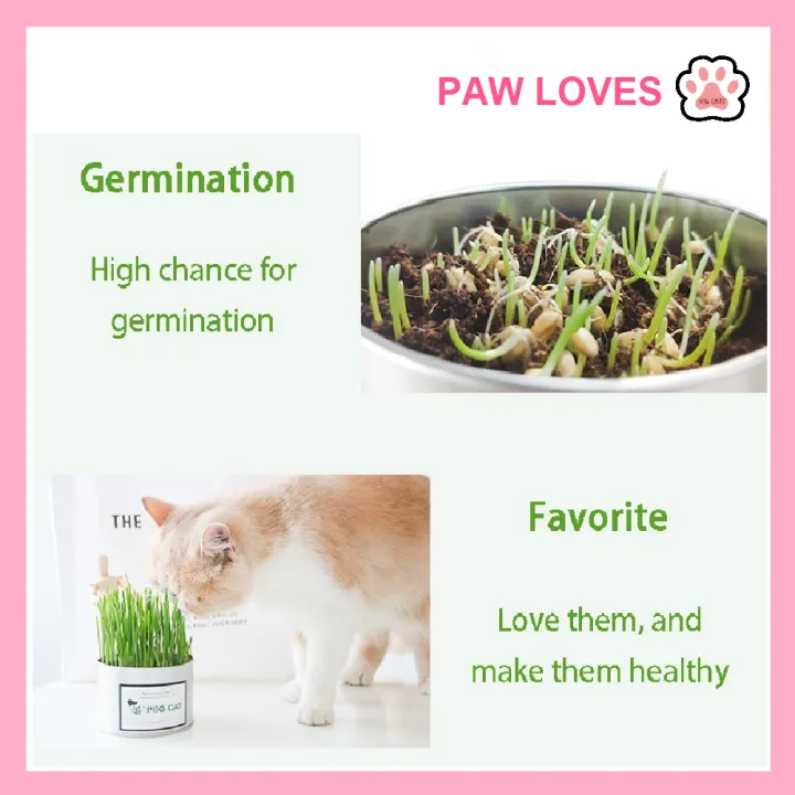 %5BSg%20Ready%20Stock%5D%20Cat%20Grass%20Seed%20For%20Planting%20Easy%20to%20Grow%20Oat%20Grass%20That%20Your%20Cat%20Will%20Love%20Good%20Cat%20Grass%20-%20Pet%20Cat%20Grass%20Pot%20Hydroponics%20Set%20Cat%20Grass%20Snack%20Hair%20Ball%20Cleaning%20Stomach%20Grass%20Hydroponics%20Grass%20Cat%20Snack%20Cleaning%20Toys%20-%20Paw%20Loves%20-%20Image%206