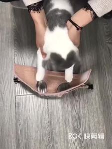 High-quality Harness with Leash Cat Reflective Harness Vest for Dog and Cat Kitten Leash Harness