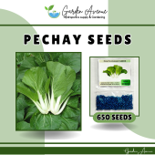 SULIT PACK! PECHAY PAVITO SEEDS (650 SEEDS) - HYBRID/EASY TO GROW