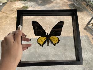 ผีเสื้อจริง งานไอเดีย แมลงเพื่อการศึกษา กรอบไม้ กล่องแมลง ของแต่งบ้าน ของสะสม ผลิตและจัดจำหน่าย