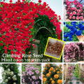 100seeds Climbing Rose Flower Seeds for Planting Flowers Potted Flowering Rose Plants Seeds Gardening Climbing Plants Balcony Ornamental Plants Real Plants Live Plants for Sale Fast Growing Flowers Seeds Vegetable Seeds Home Garden Decor. 