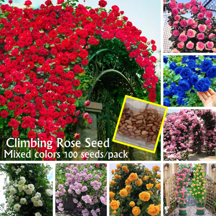 100seeds Climbing Rose Flower Seeds for Planting Flowers Potted Flowering Rose Plants Seeds Gardening Climbing Plants Balcony Ornamental Plants Real Plants Live Plants for Sale Fast Growing Flowers Seeds Vegetable Seeds Home Garden Decor