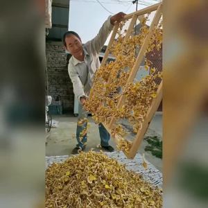 Golden Mushroom Non-Wild Edible Fungus 黄金菇 鸡油菌 煲汤料