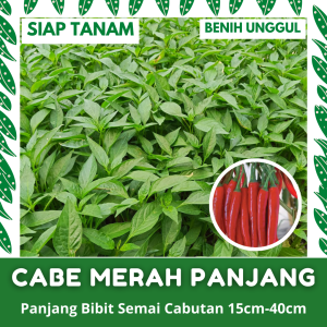 (10 BATANG) BIBIT SEMAI CABE MERAH BESAR PANJANG CABUTAN SIAP TANAM