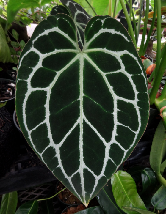 plant noni Variegated Noni Fruit Tree For Sale – Logee's Plants main image 0