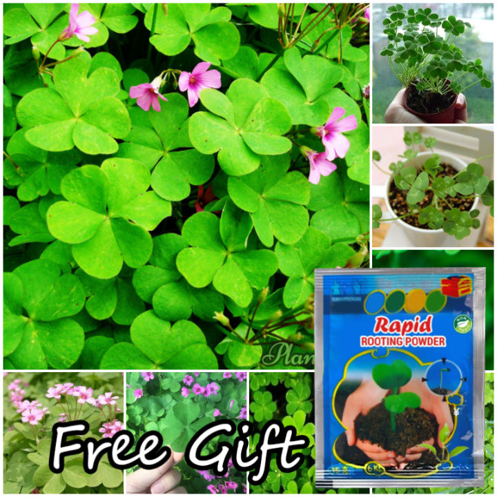 100PCS Four Leaf Clover Seeds Garden Clover Flower Plants Lucky Four ...