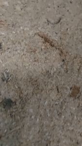 Serbuk Kayu Cendana Keraton Asli Alami SCJK01