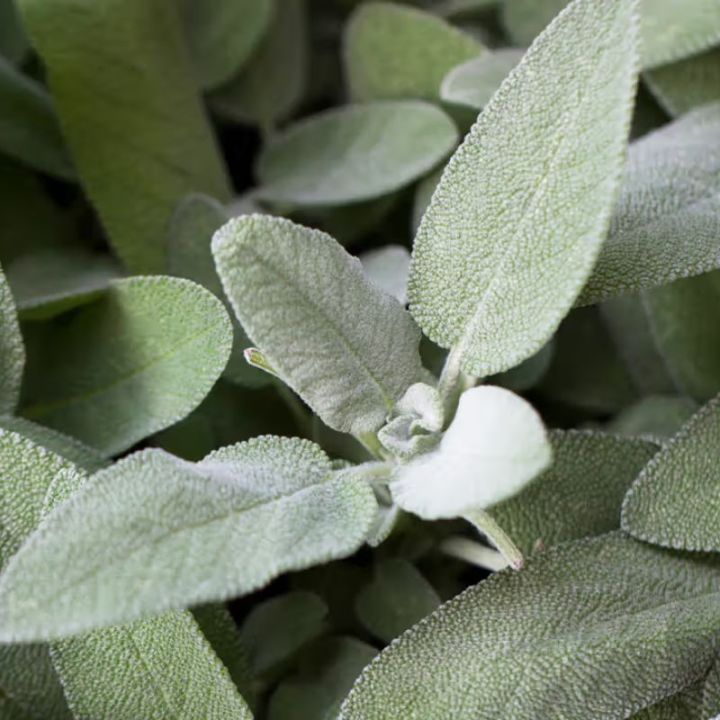 H%E1%BA%A1t%20Gi%E1%BB%91ng%20C%C3%A2y%20X%C3%B4%20Th%C6%A1m%20(Sage)%20Ch%E1%BB%8Bu%20Nhi%E1%BB%87t%20T%E1%BB%91t,%20Thu%20Ho%E1%BA%A1ch%20L%C3%A2u%20N%C4%83m%20(G%C3%B3i%2020%20h%E1%BA%A1t)%20-%20Image%202