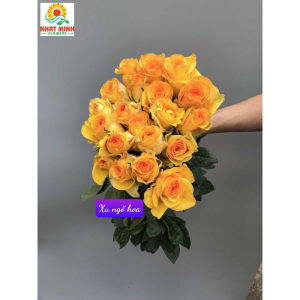 Gốc hoa hồng ngoại bông to rễ trần (Khách chọn màu) - Bao chuẩn màu