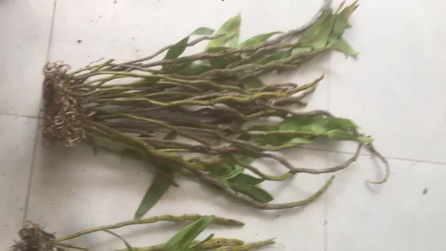 Lan%20Ho%C3%A0ng%20phi%20h%E1%BA%A1c%20-%20Image%205