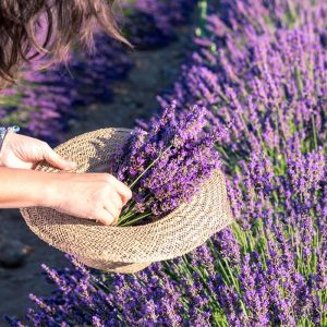 600 Seeds/Pack High Quality Lavender Flower Seeds- Bonsai Lavender Live Plant Seeds Lavandula Seeds