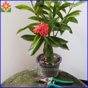 ต้นเข็มดอกใหญ่ สีแดง ส่งพร้อมกระถาง 6นิ้ว เข็มแดง ต้นเข็มแดง ต้นเข็ม