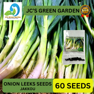(60 SEEDS) ONION LEEKS SEEDS/BIG GREEN/HYBRID/FOR PLANTING/EASY TO GROW