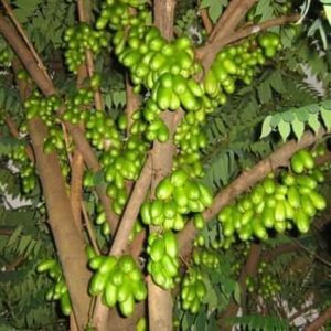 Bibit Belimbing Wuluh Terlaris