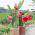 [Easy To Grow In Malaysia] Pitaya Seeds Dragon Fruit Seeds for Planting (Mixed 200 Seeds) Balcony Potted Yellow Dragon Fruit Plant Seeds Dwarf Fruit Plants Red Dragon Fruit Seedlings Home Garden Seeds Bonsai Tree Live Plant Real Plants Benih Pokok Buah. 