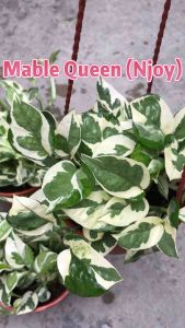 🔥🔥Free Tali Gantung 🔥🔥Mable Queen (Njoy)/ Bunga Mable Queen/ landscape plant