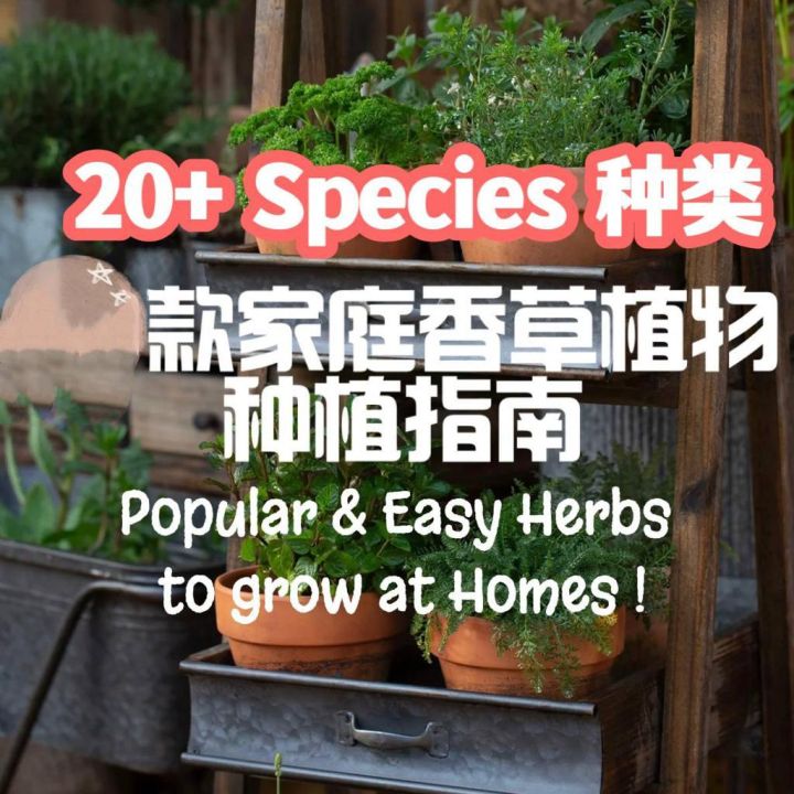 90s Greenovation (21 Types) Outdoor Plant Fresh Herbs Plant/ Pokok ...