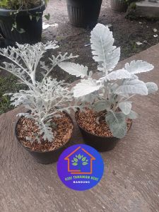 COD Paket Tanaman hias putri salju silver dust Dusty miller daun unik cantik