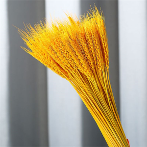 100 Pcs/Bouquet Dried Flowers Golden Barley  Home Kitchen Decoration Natural Wheat Stalks for Wedding Decoration DIY