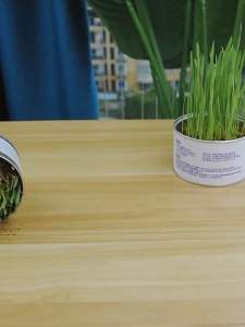 ชุดปลูกข้าวสาลี PC-380 สำหรับสัตว์เลี้ยง แมว กระต่าย, ราคาถูก พร้อมส่ง